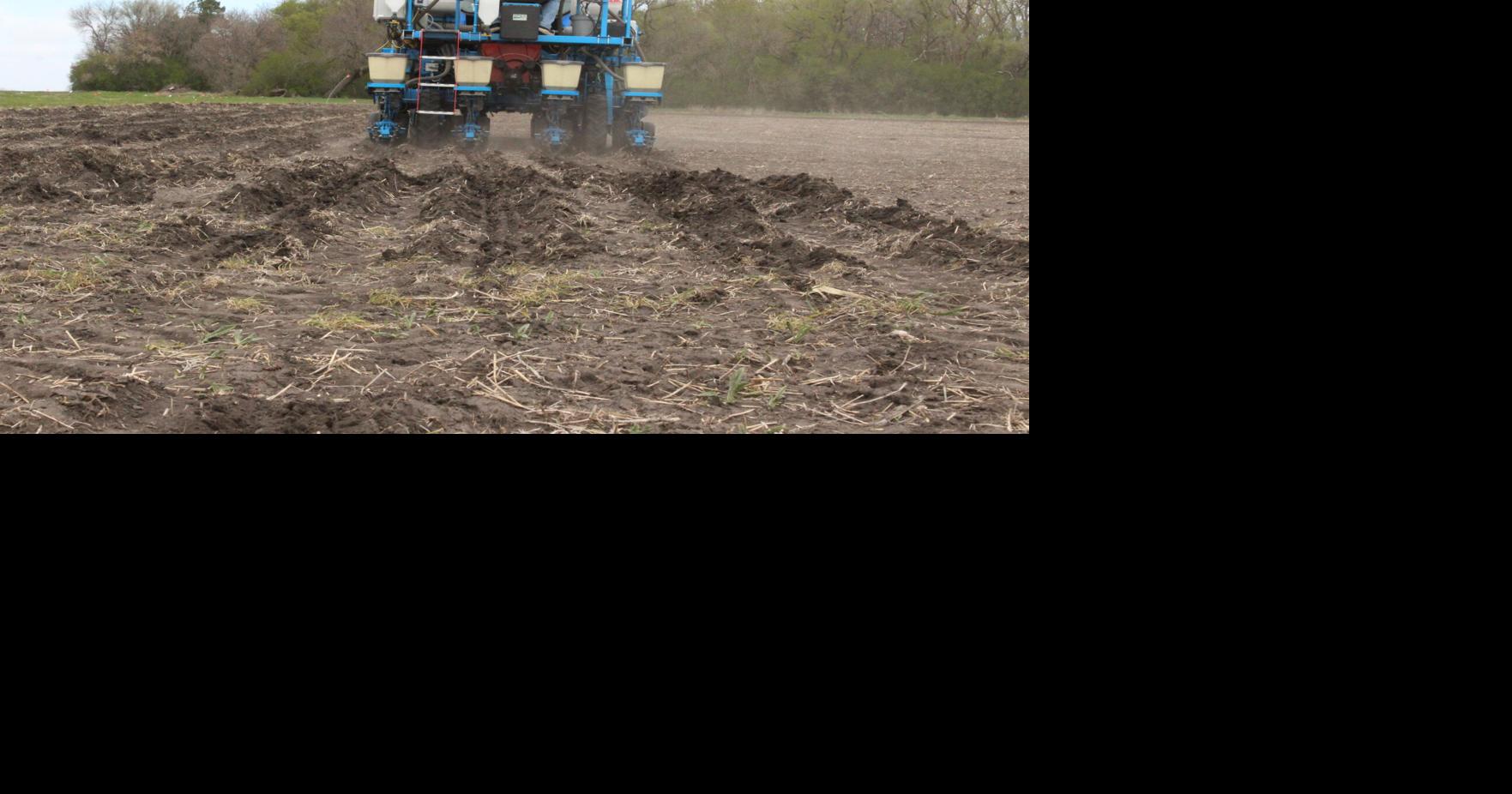 Crop variety trials (56) - Copy.JPG