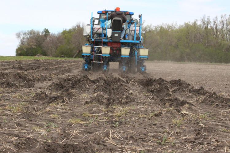 Crop variety trials (56) - Copy.JPG