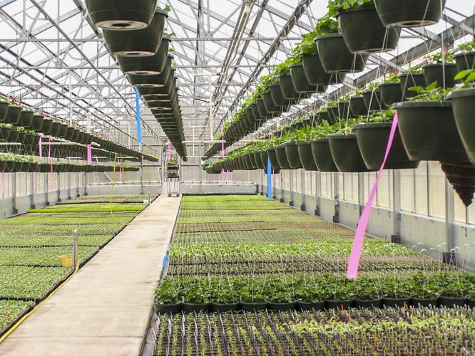 Hauser's Superior View Farm
