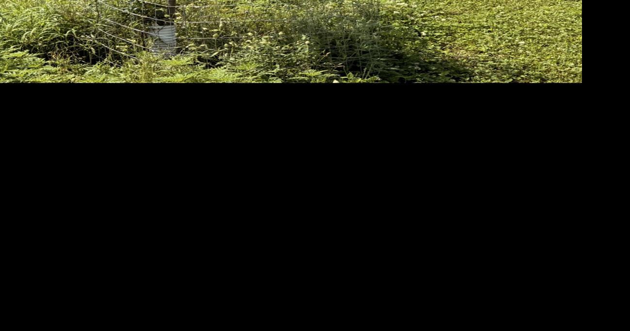 Apple trees