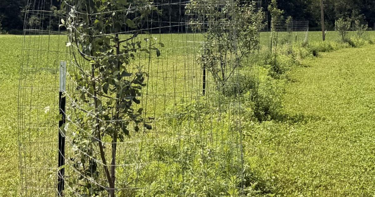 Apple trees