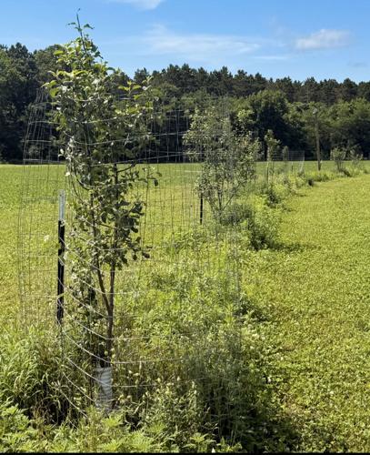 Apple trees