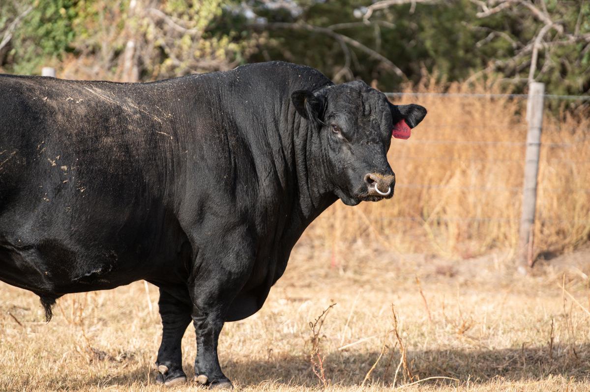 Buying bulls