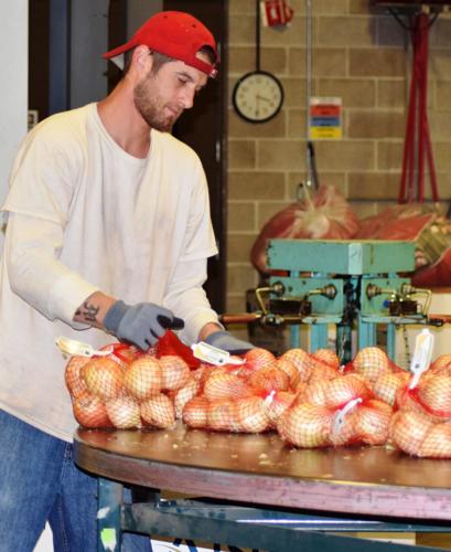 Worker at onion bagging operation