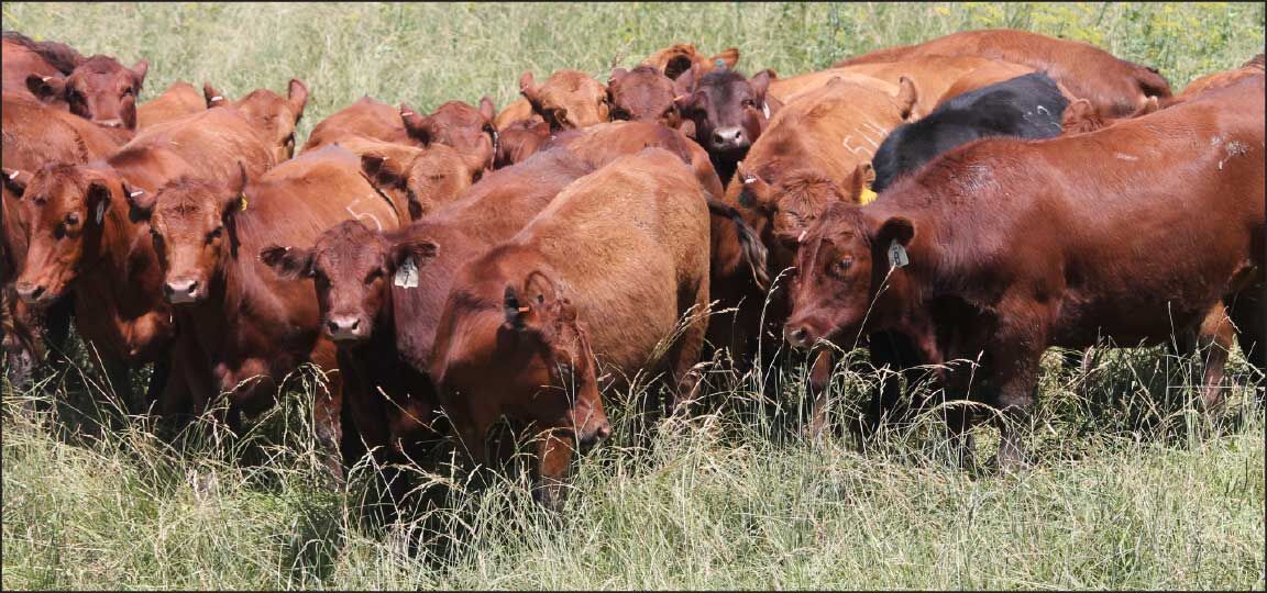 cattle in pasture