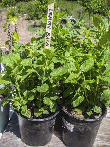 Lemon balm