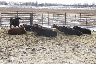 Winter feedlot cleaning