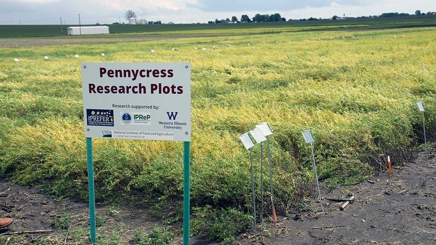 Pennycress-research-pots