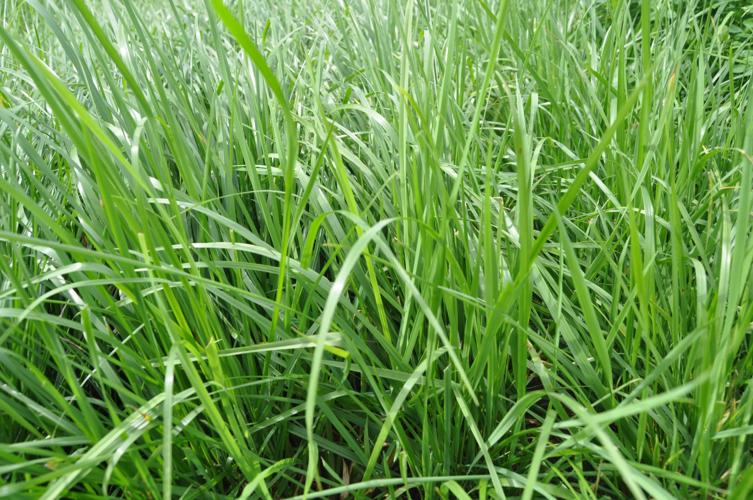 Meadow fescue in field