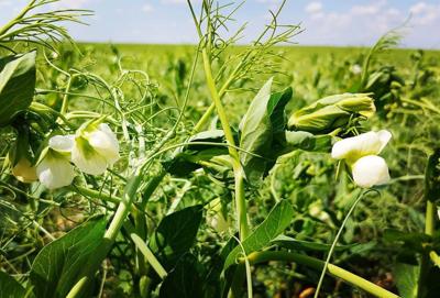 Yellow peas