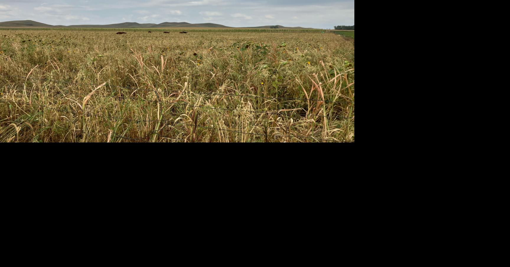 Revamped program offers one-year contract for cover crops Jun 12, 2026 6 sec ago