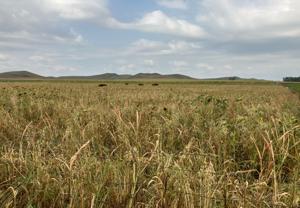 Revamped program offers one-year contract for cover crops
