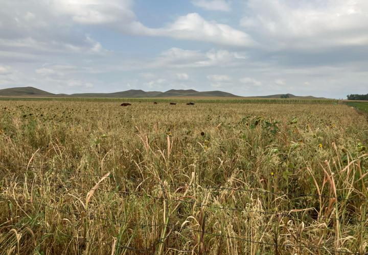 Cover crops