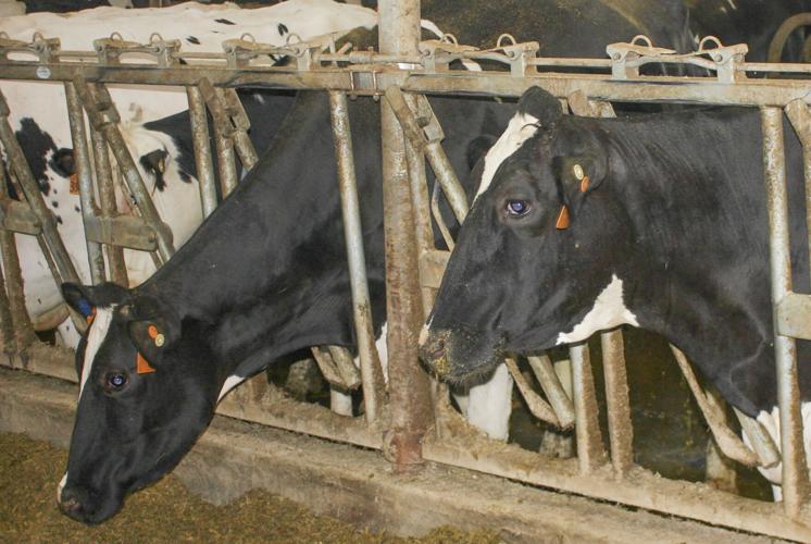 Dairy cows