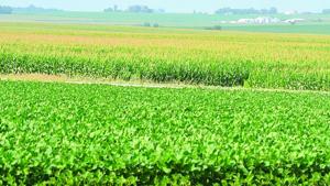 Soybean market reacts to weather to end July