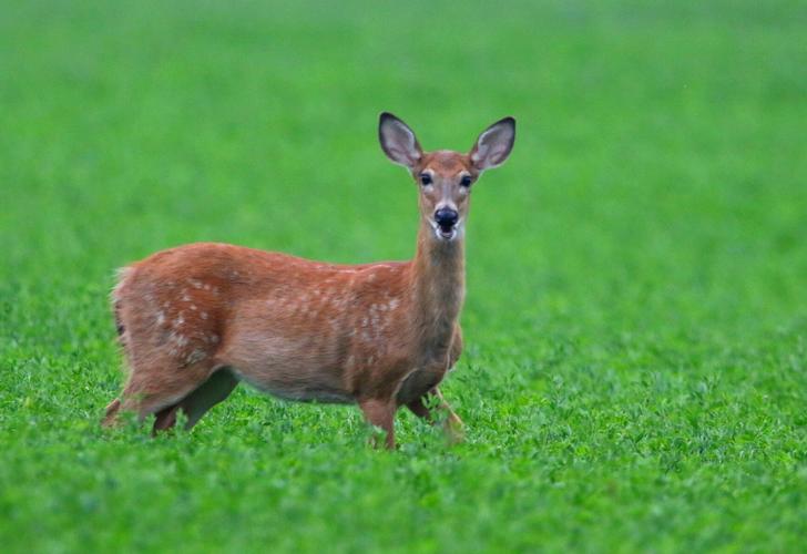 Deer