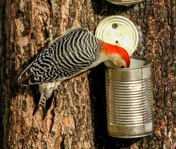 Woodpecker