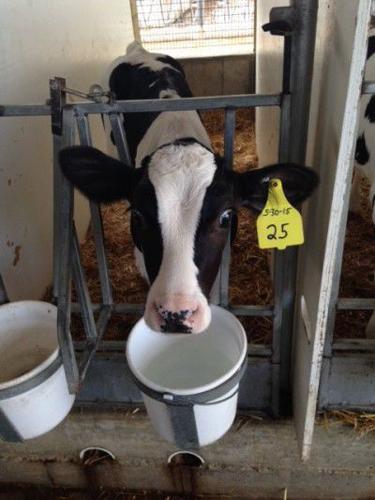 Calf with buckets