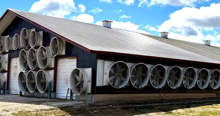 Balance ventilation costs, milk-production losses