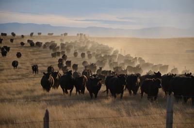 Building a regenerative operation, Blair family works together on big decisions