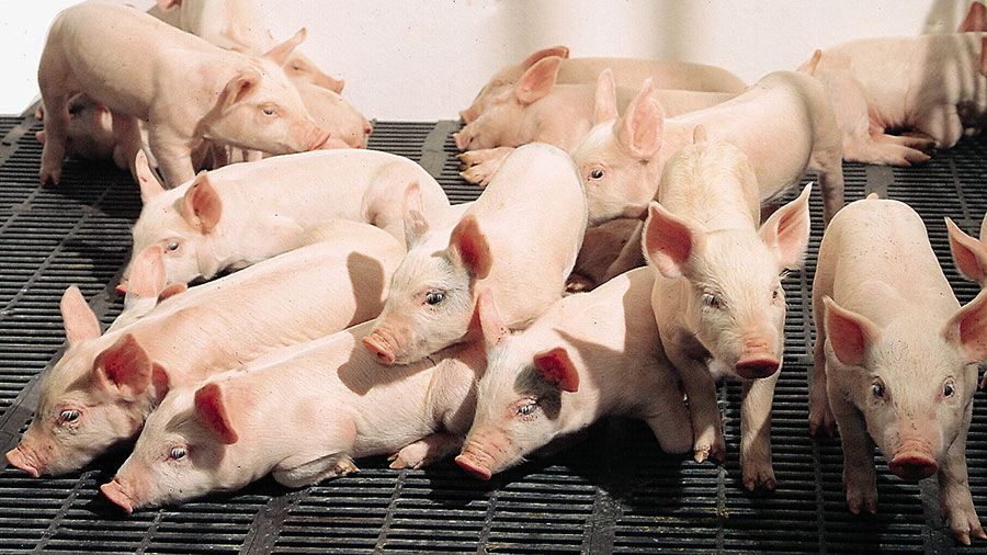 Baby pigs