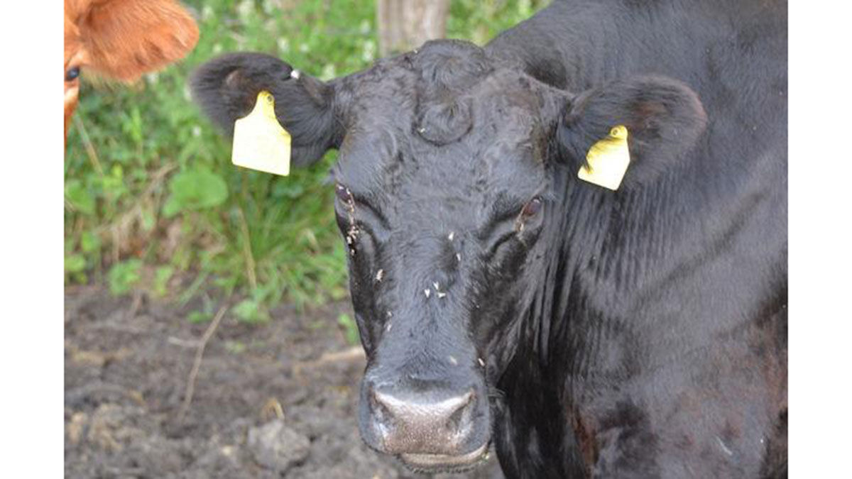control flies in cattle