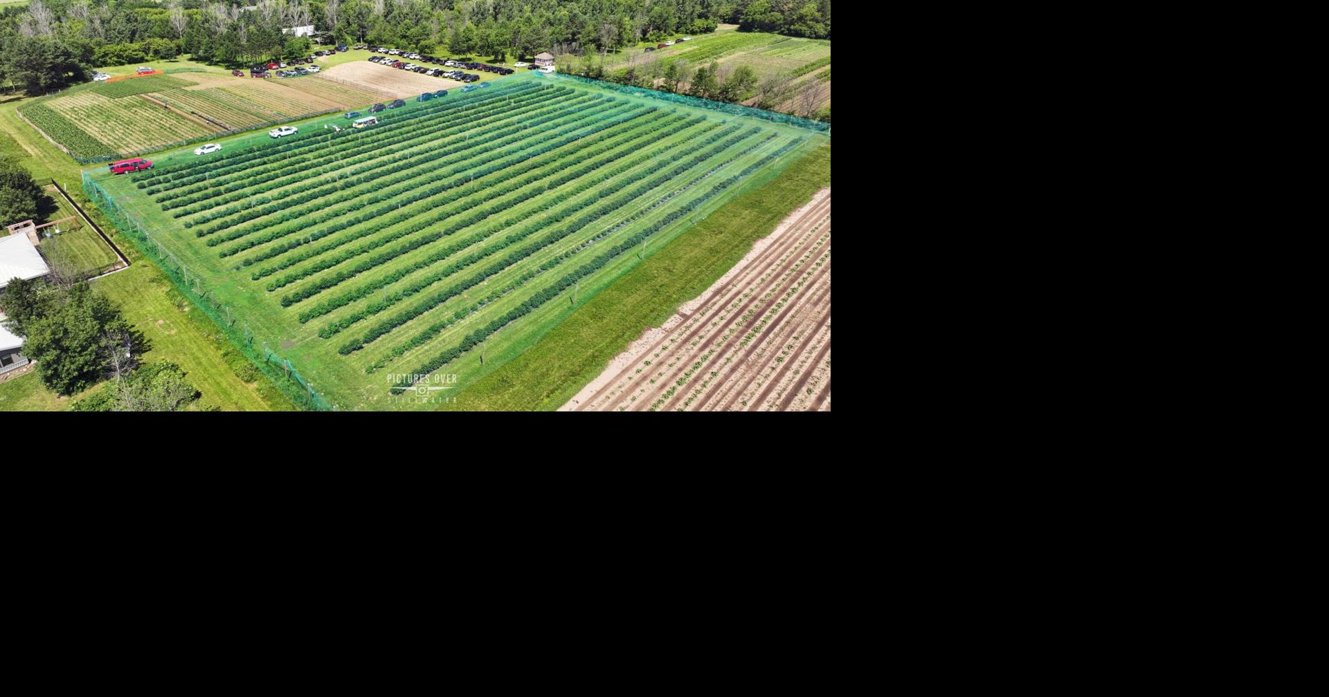 Buzz about berries -- honeyberries, that is