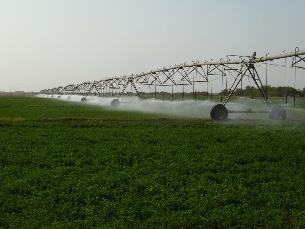 Alfalfa Irrigation Before First Cutting Crop Agupdate Com