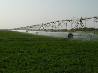 Irrigation on alfalfa