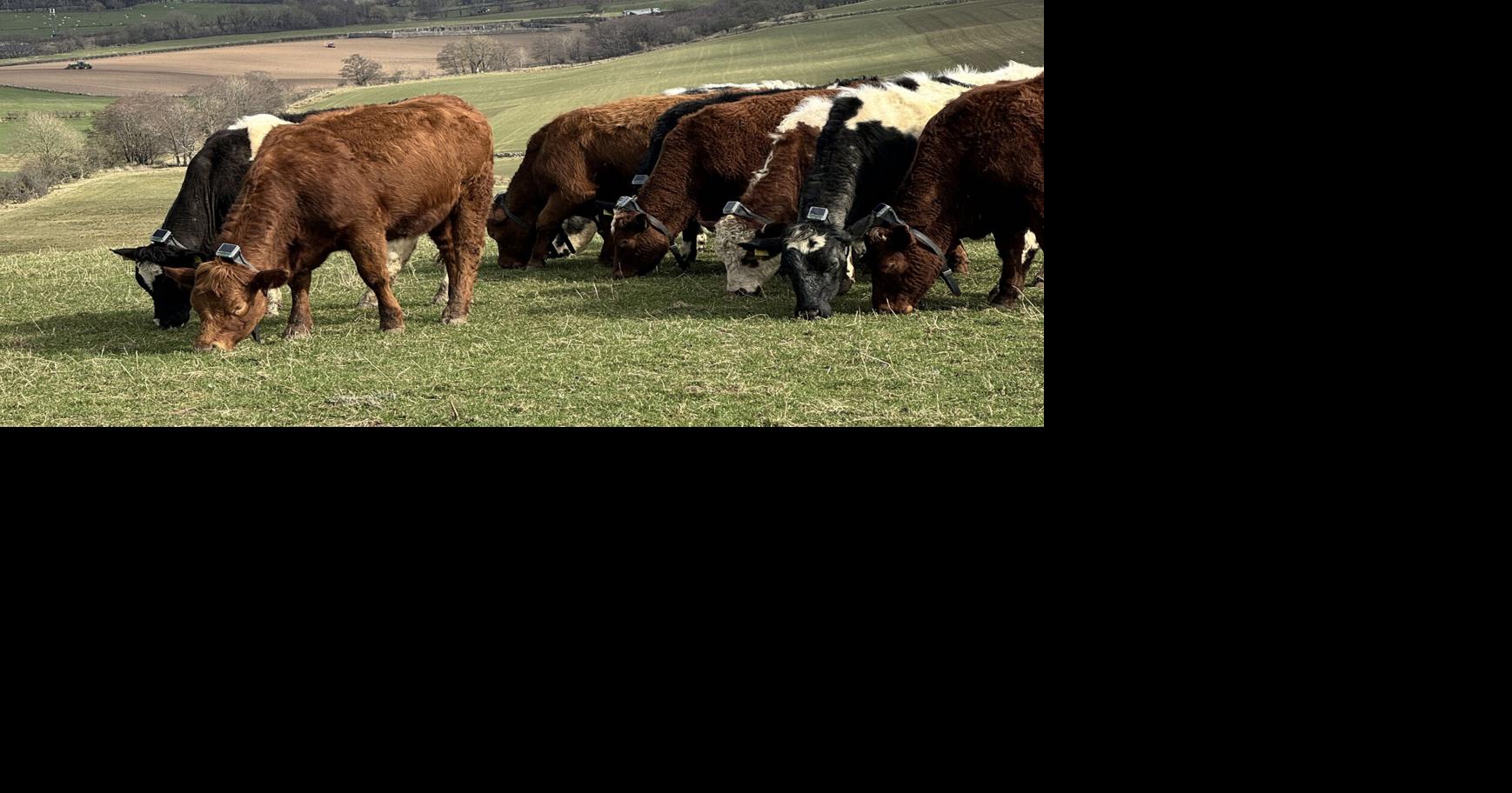 Beef cows on field