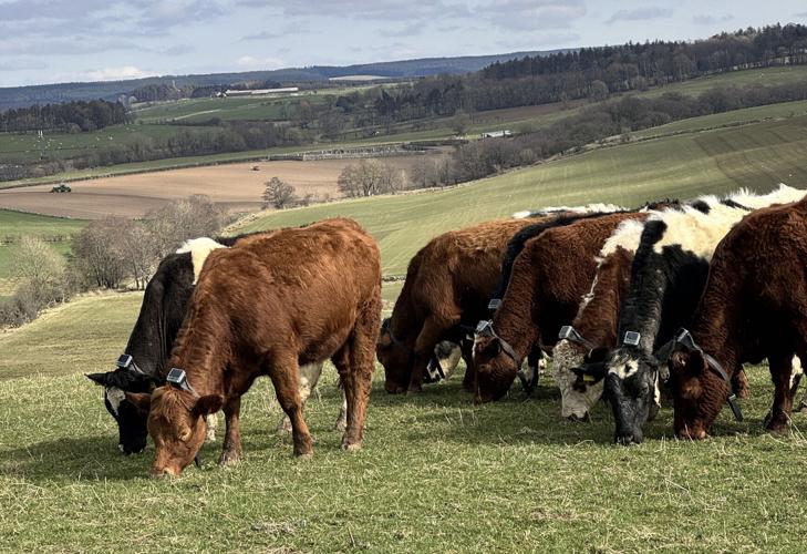 Beef cows on field