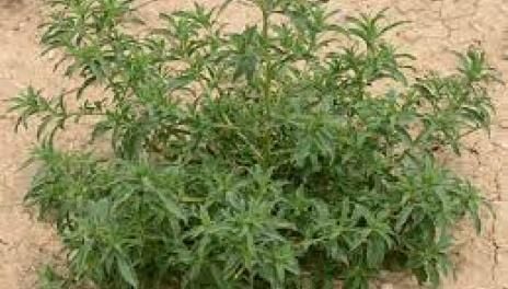 kochia