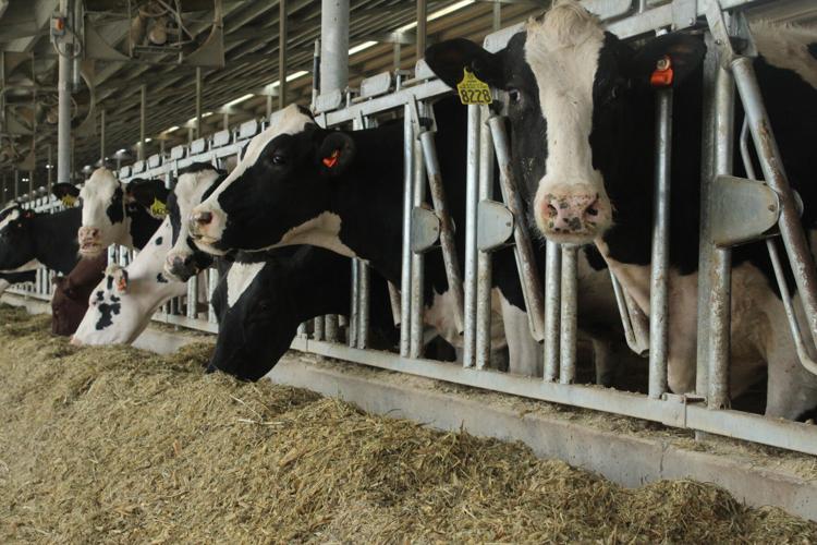 Providence Dairy cows