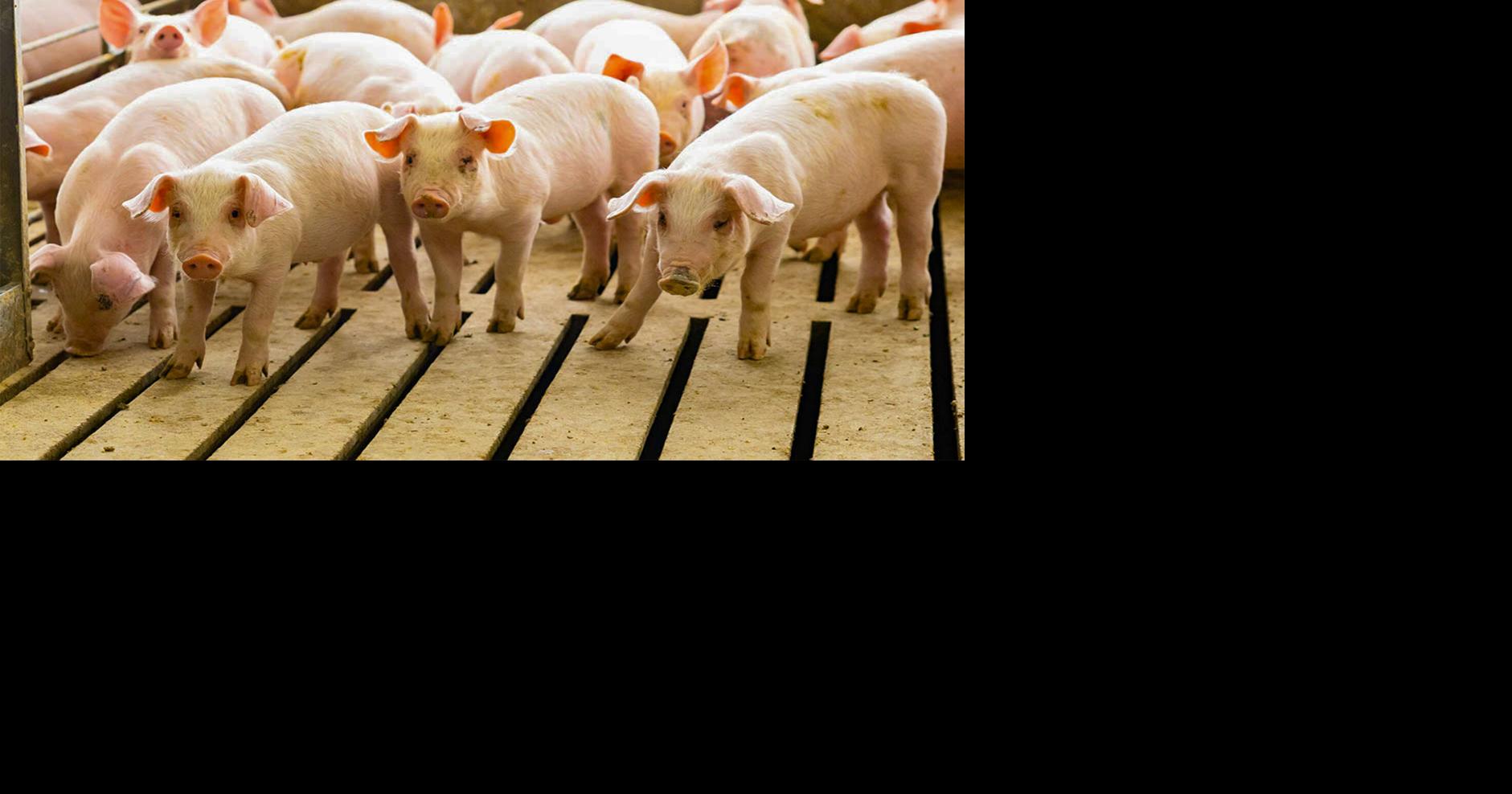 Pseudorabies found in swine herd