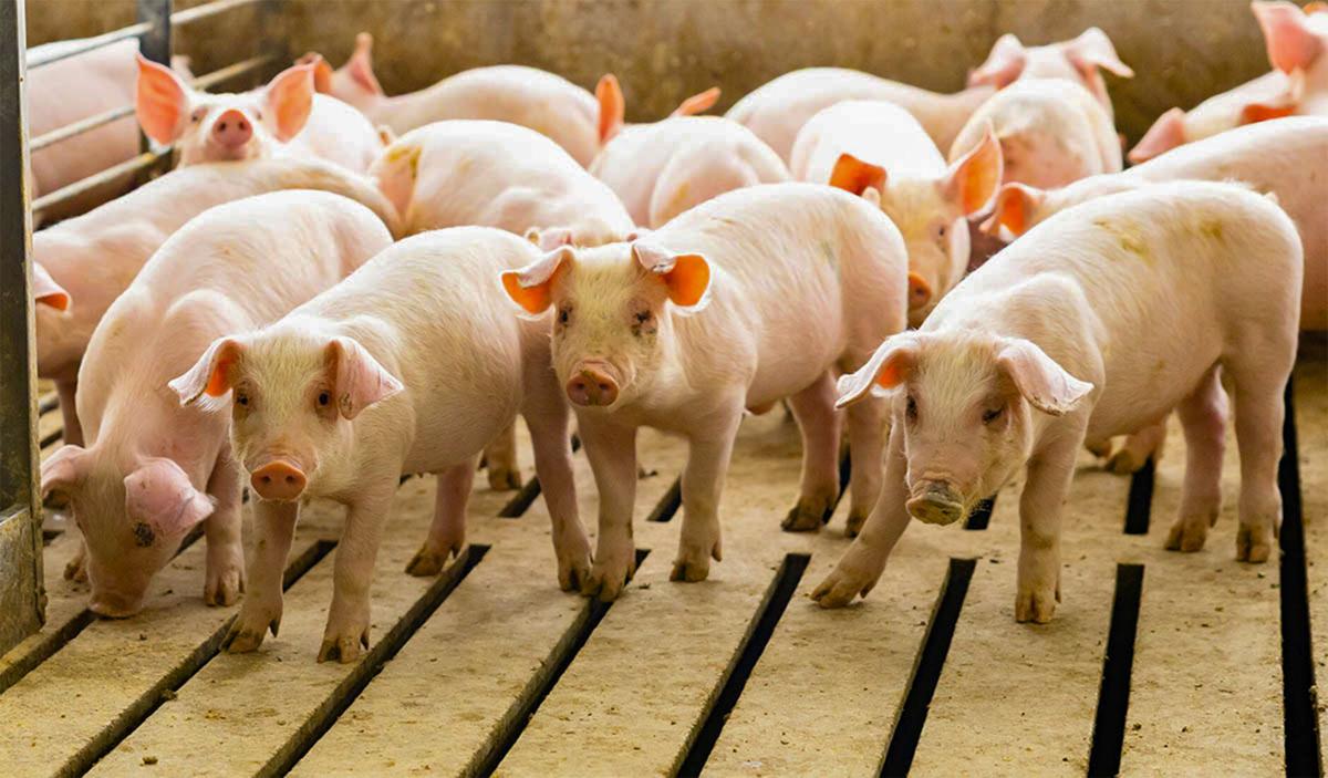 Pigs