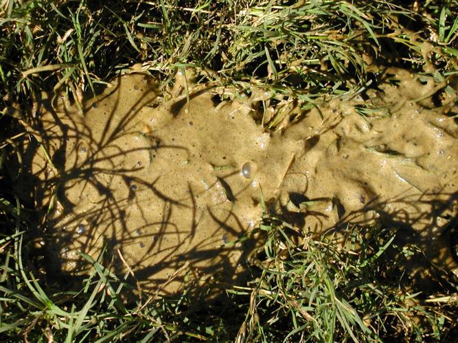 Another example of foamy manure