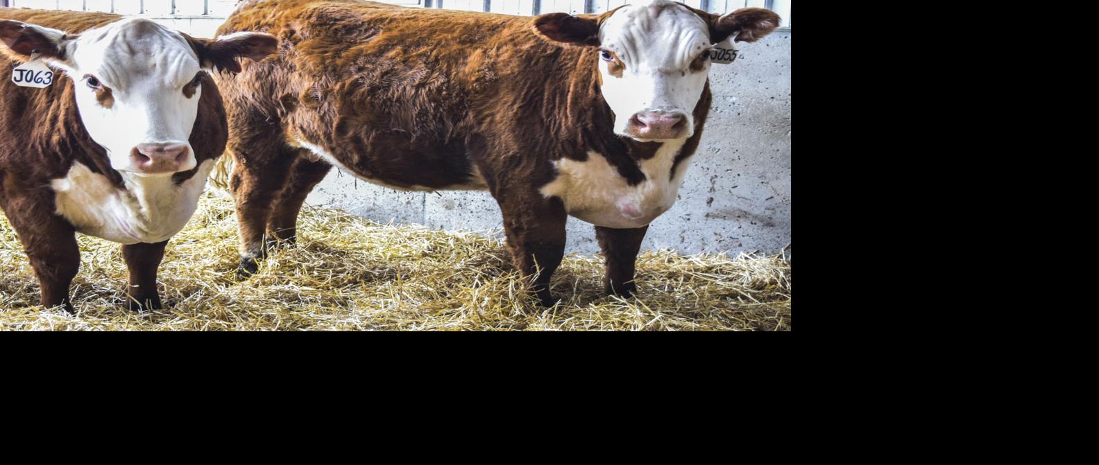 Hereford heifers
