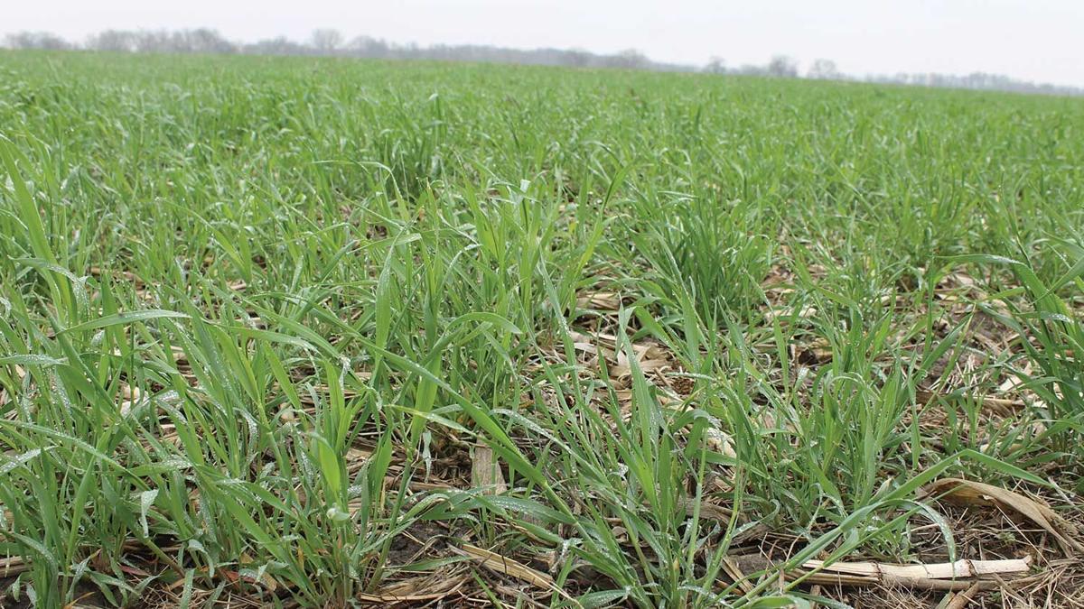 cover crops termination