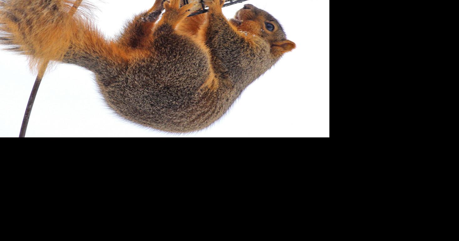 Fish, feathers, greens available