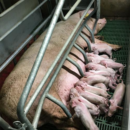 Sow in farrowing crate