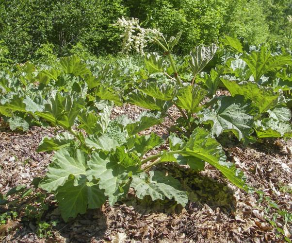 Rhubarb