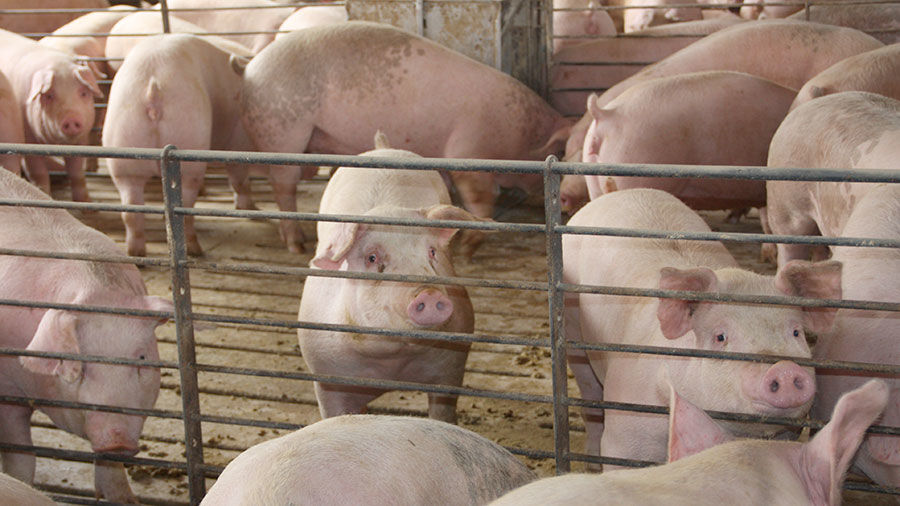 Pigs