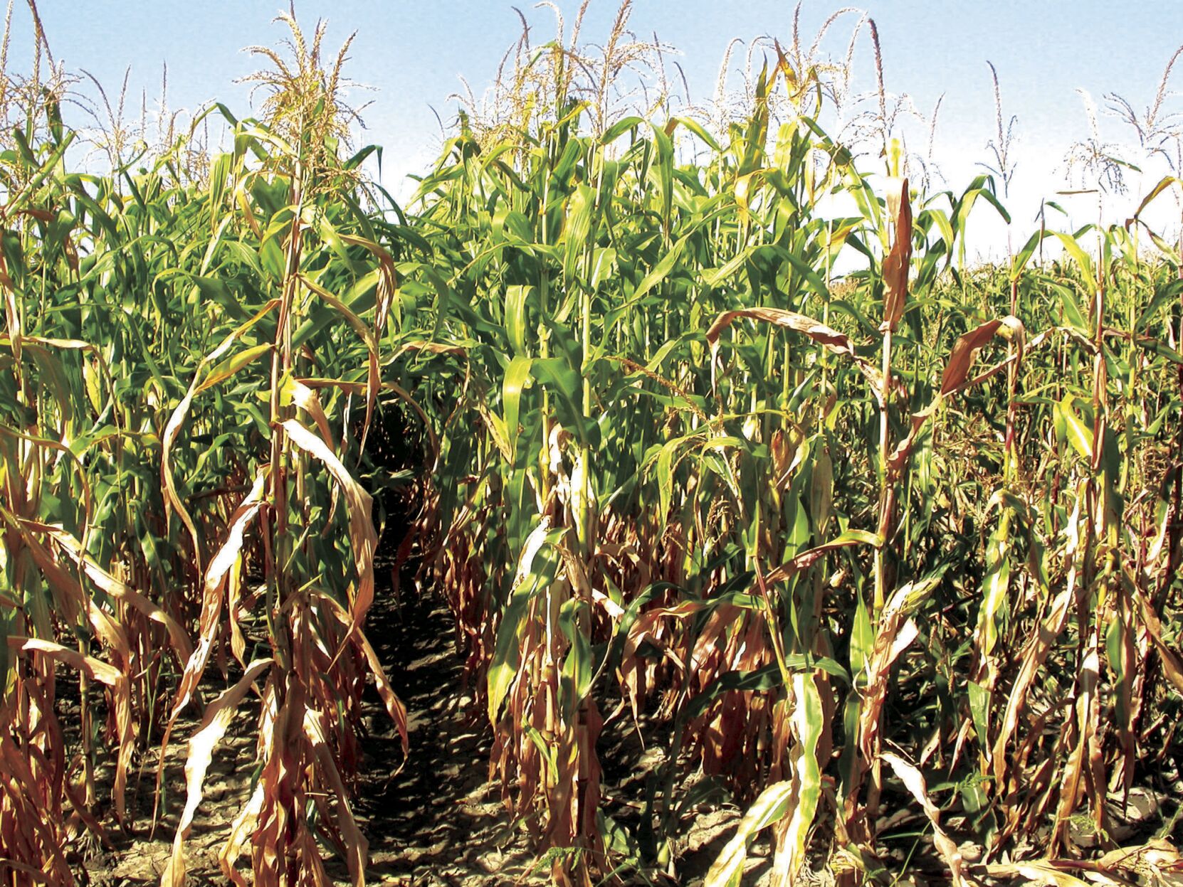 Drought-stressed Corn: A Feed Opportunity