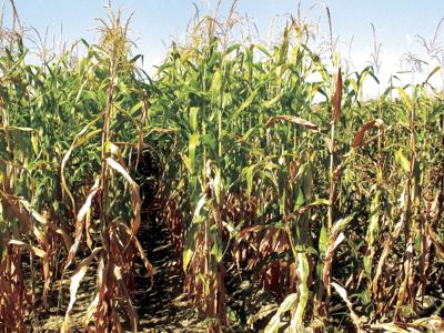Drought-stressed corn: A feed opportunity