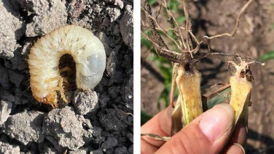 Seedling pest - Grub Wireworm