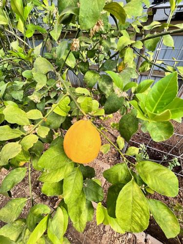 Lorenzen family produce 6.jpg