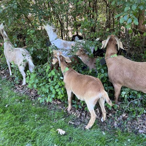 Goats