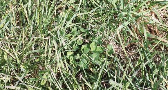 Pasture