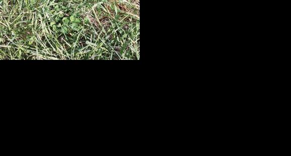 Consider legumes in cool season pasture