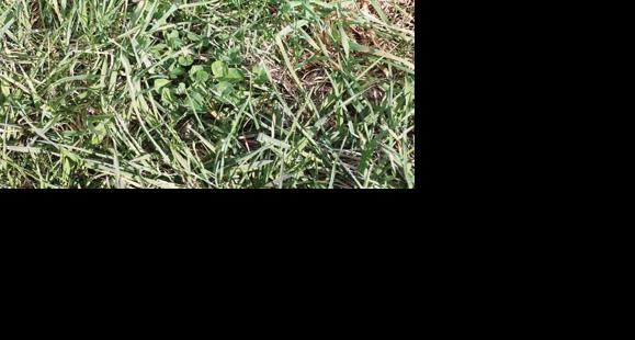 Pasture